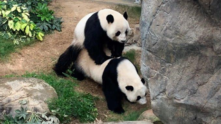 Saturday Night Social: At Least the Pandas Are Fucking